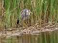 Gråhegre - Grey Heron (Ardea cinerea) 